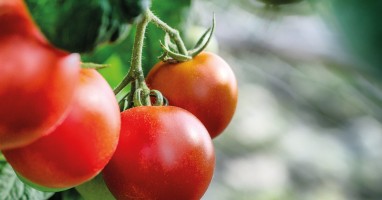 Ochutnáte rajčata z Komořan?
